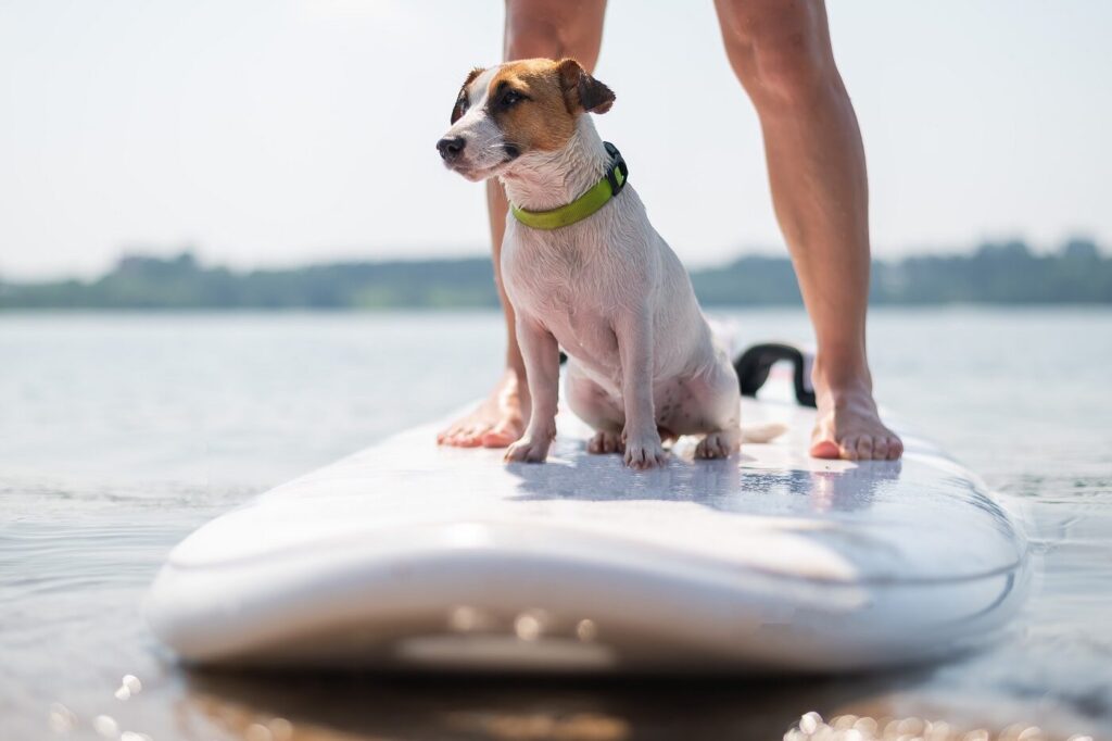 Un chien et son maître sur un lac du Baden-Wüttemberg