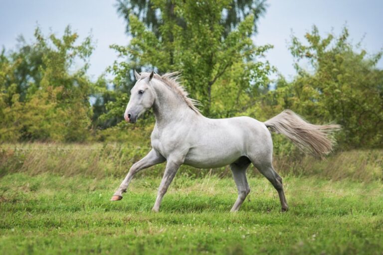 lipizzan