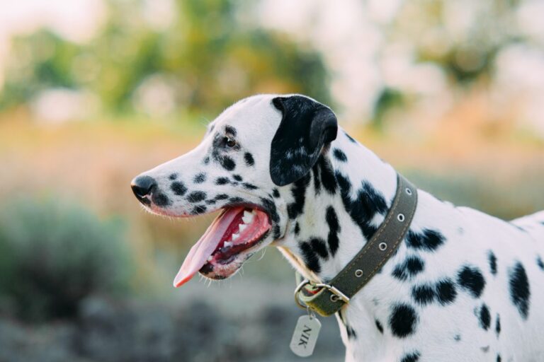 Un chien mâle avec un médaillon à son nom