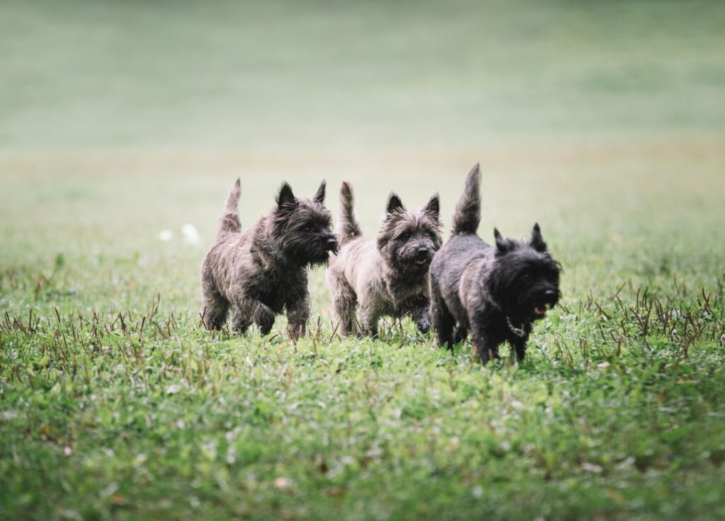 Les chiens mâles peuvent porter des noms de personnages connus