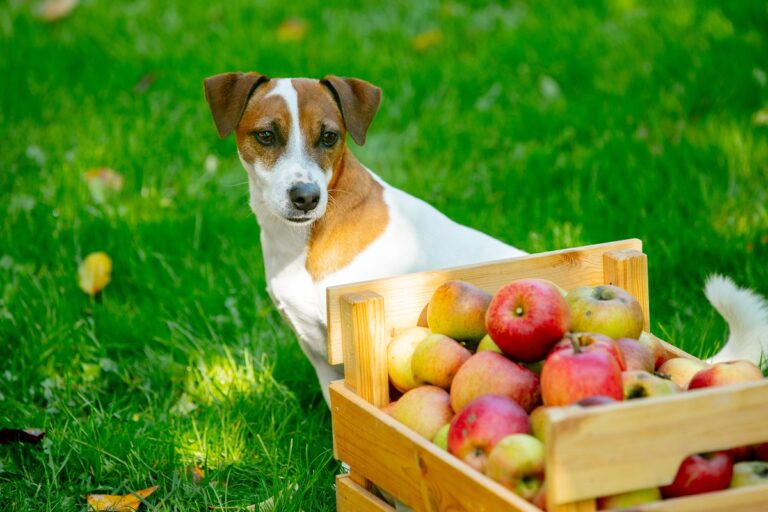 pommes pour chien