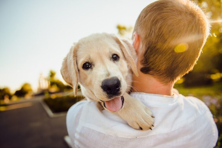 prénom de chien en V