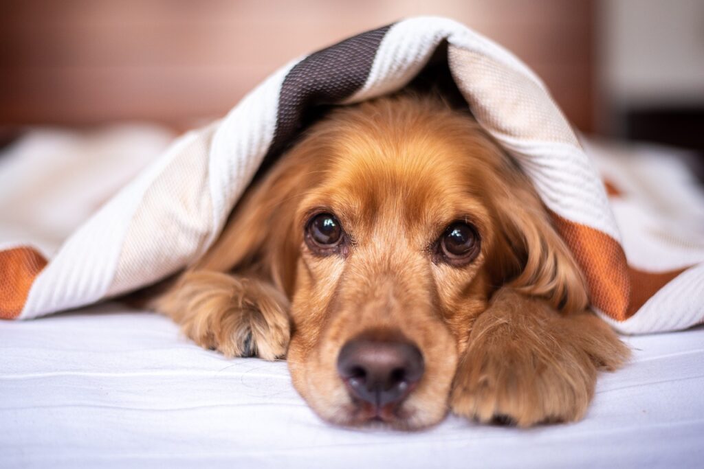 choix d'un prénom en V pour chien