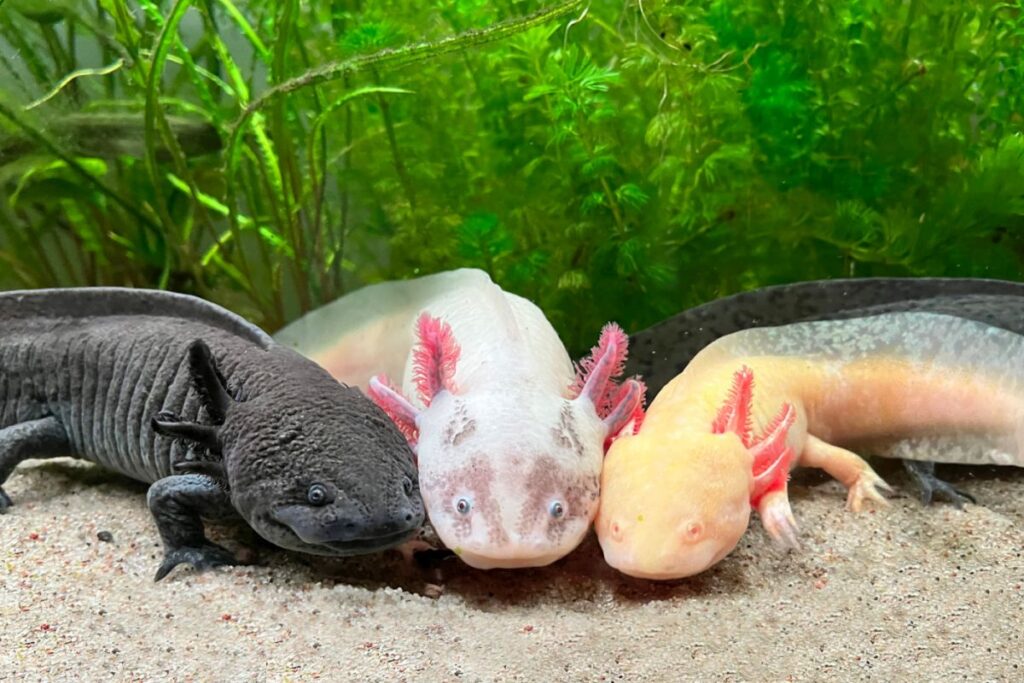 axolotl noir, albinos et doré