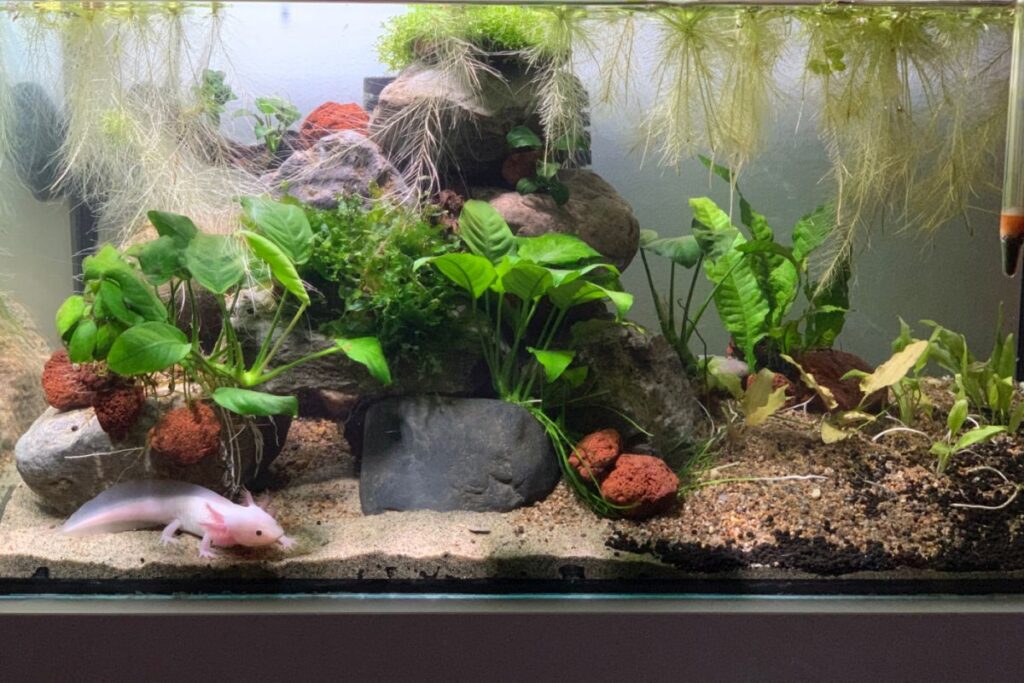 axolotl aquarium