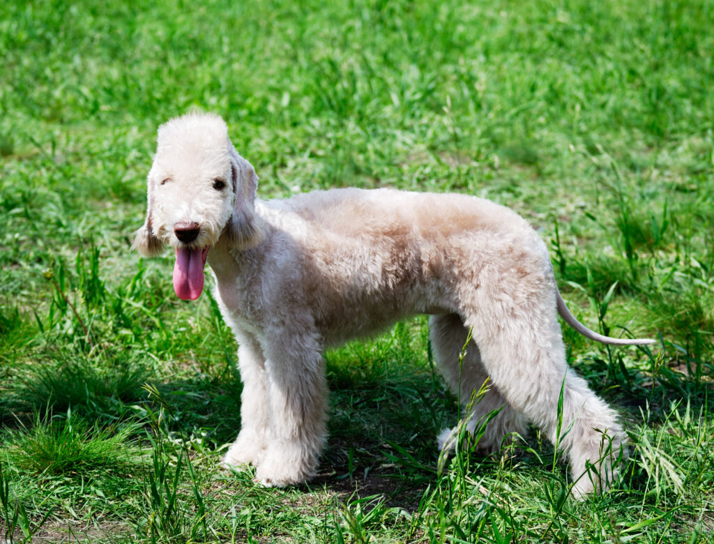 bedlington terrier calme