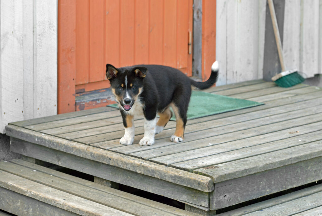 chien berger de finlande