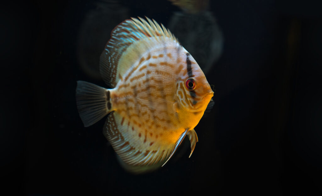 discus symphysodon