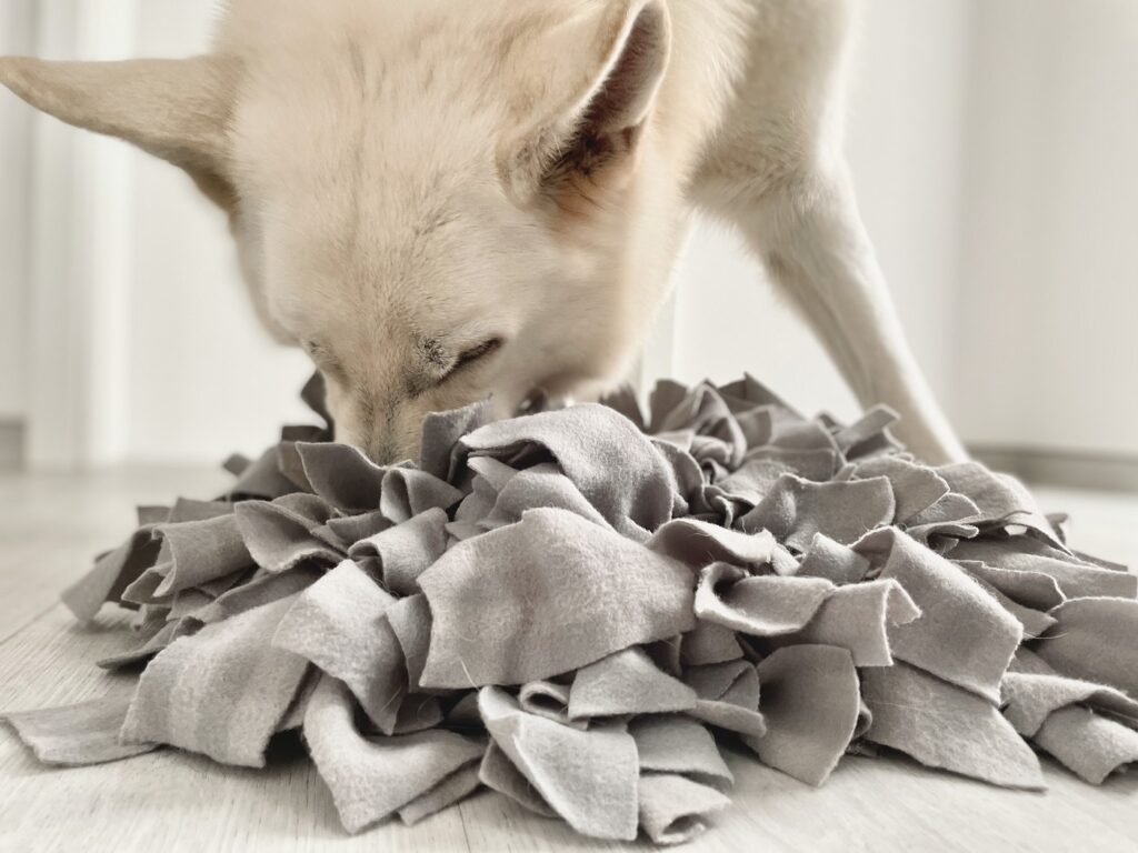 tapis de fouille chien