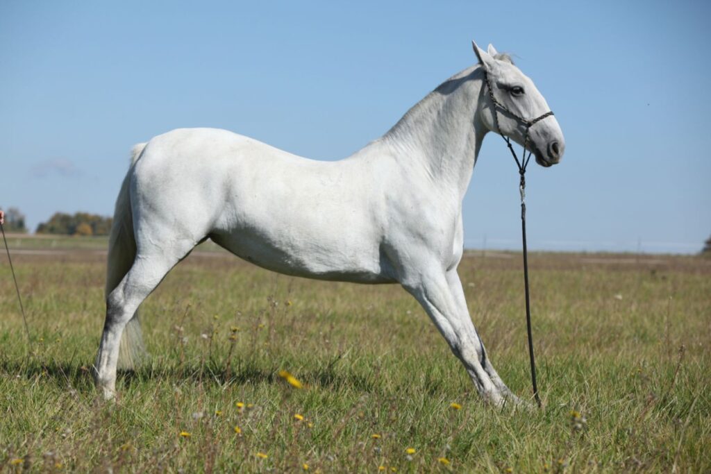 cheval lipizzan blanc