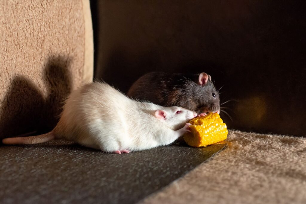 Rat domestique alimentation