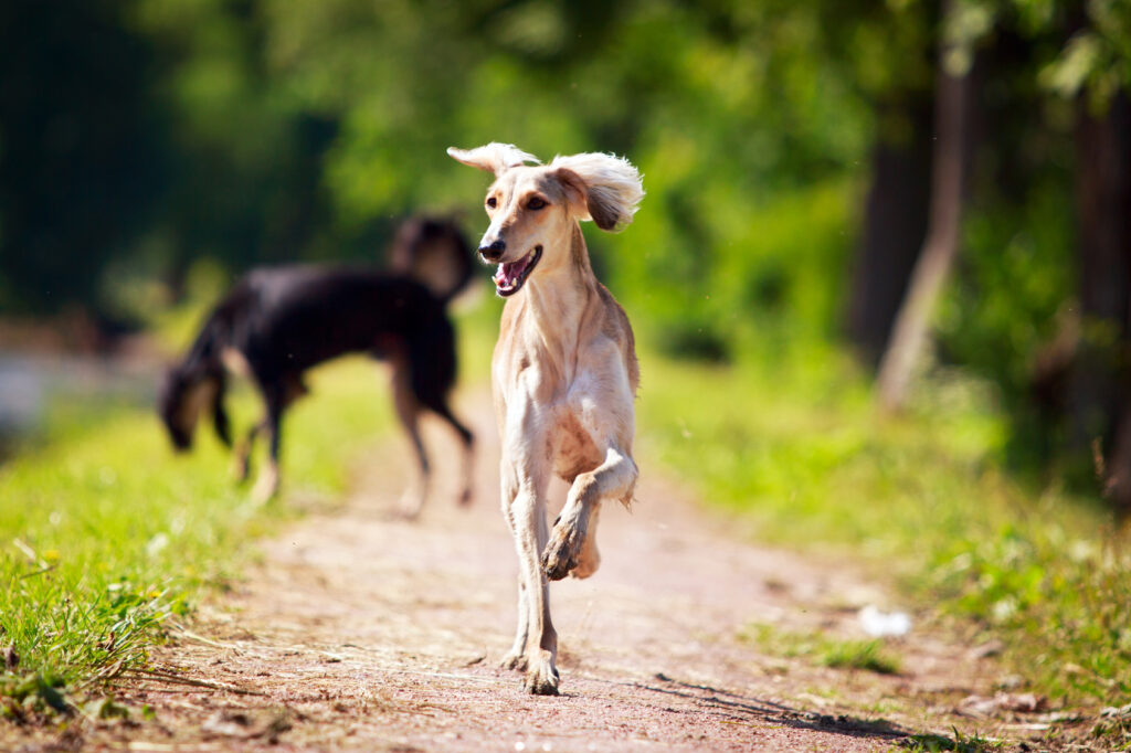 lévrier saluki