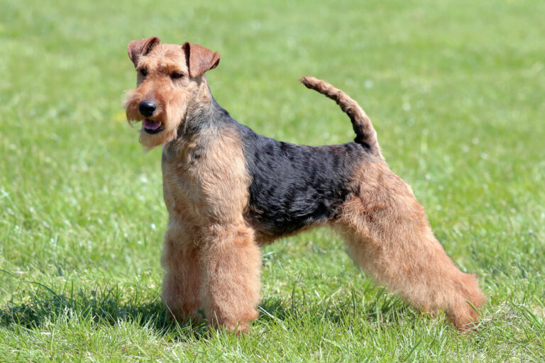 welsh terrier dans l'herbe