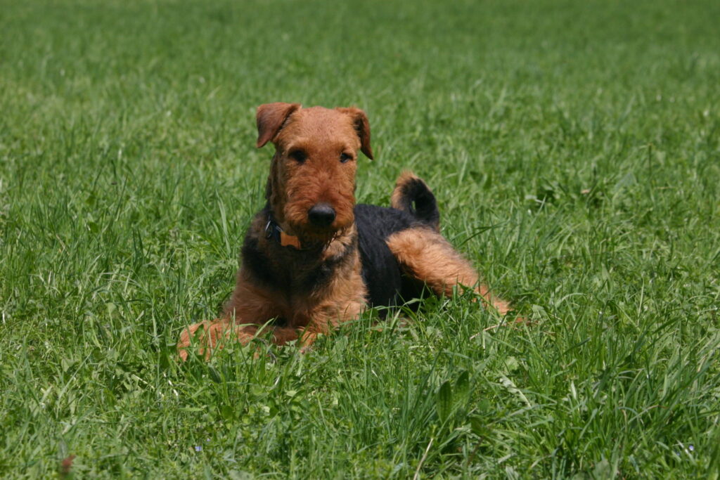 welsh terrier couché dans l'herbe