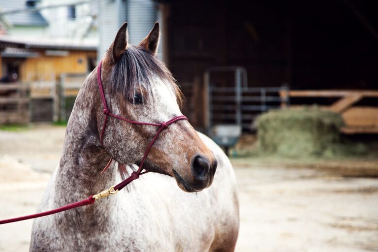 acheter un cheval