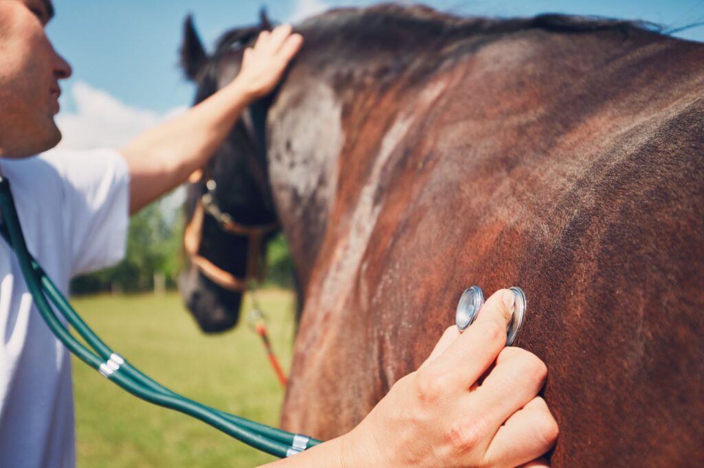 achat cheval