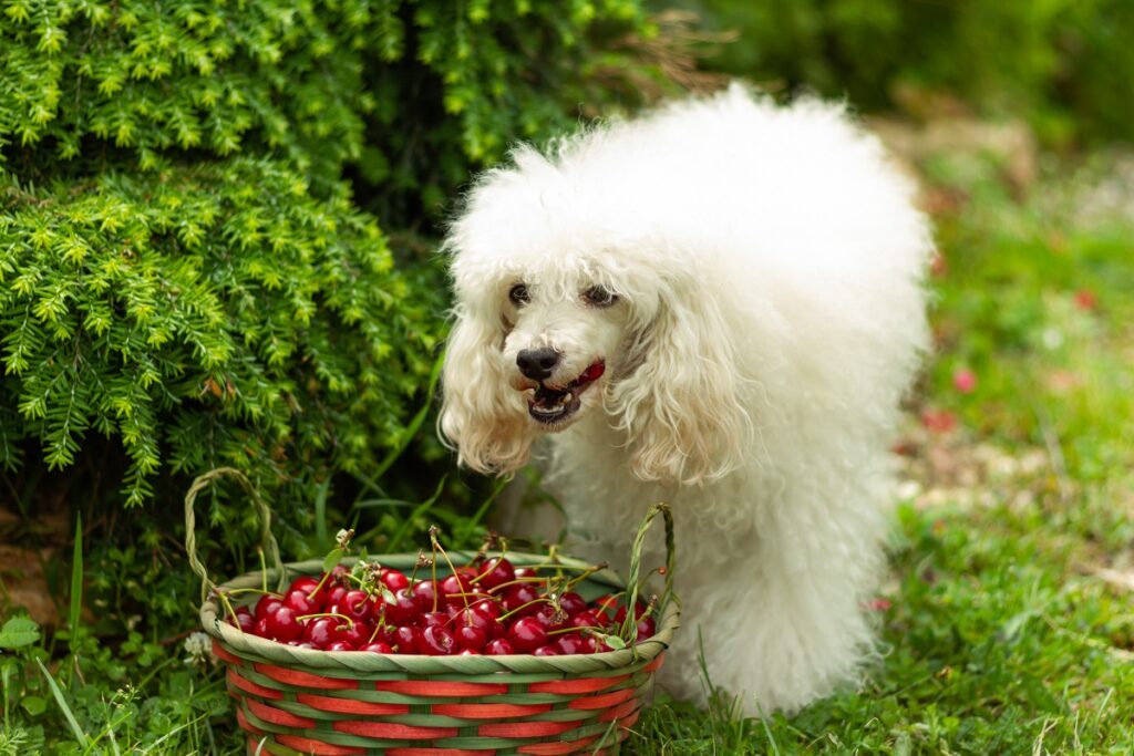 un chien peut-il manger des cerises