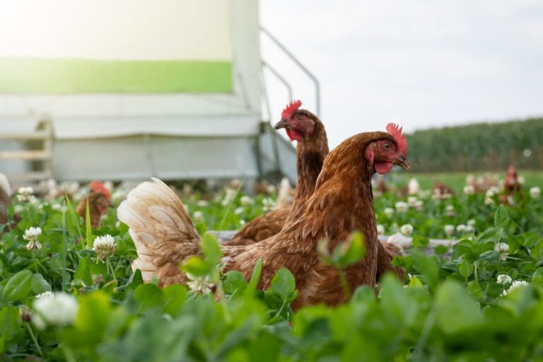 grippe aviaire chez poule