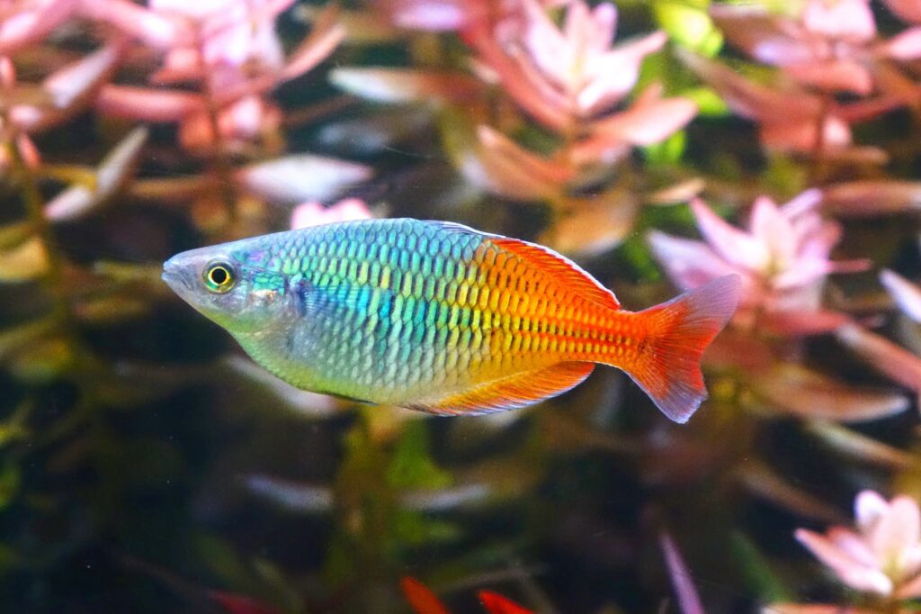 poisson arc en ciel eau douce