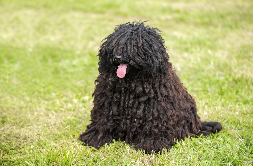 race de chien puli hongrois