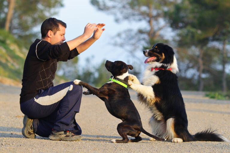 apprendre des tours à son chien