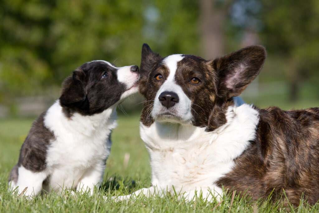 chiens welsh corgis