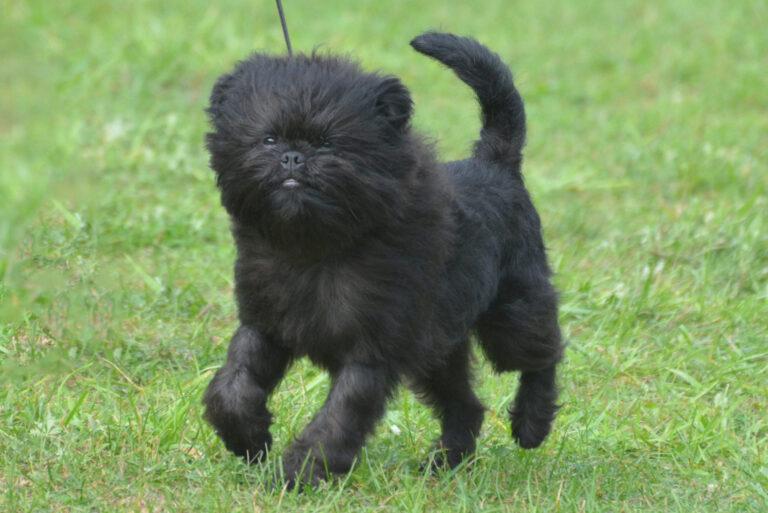 chien affenpinscher noir