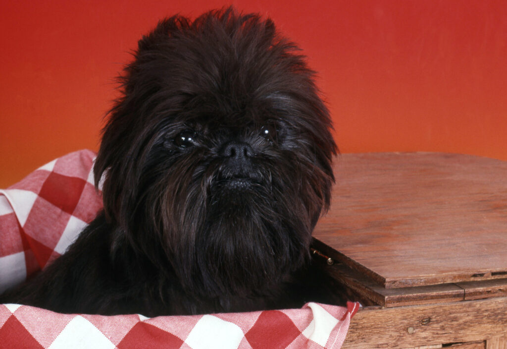 chiot affenpinscher noir