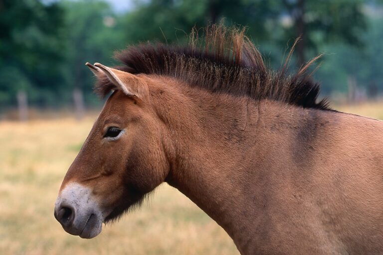 cheval de przewalski