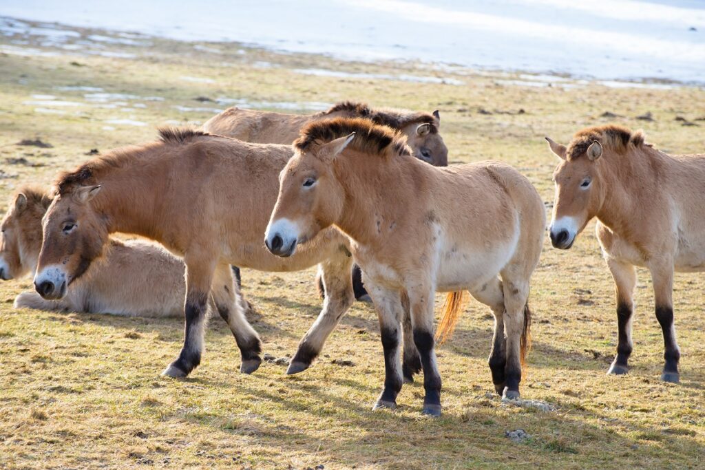 chevaux de przewalski origine