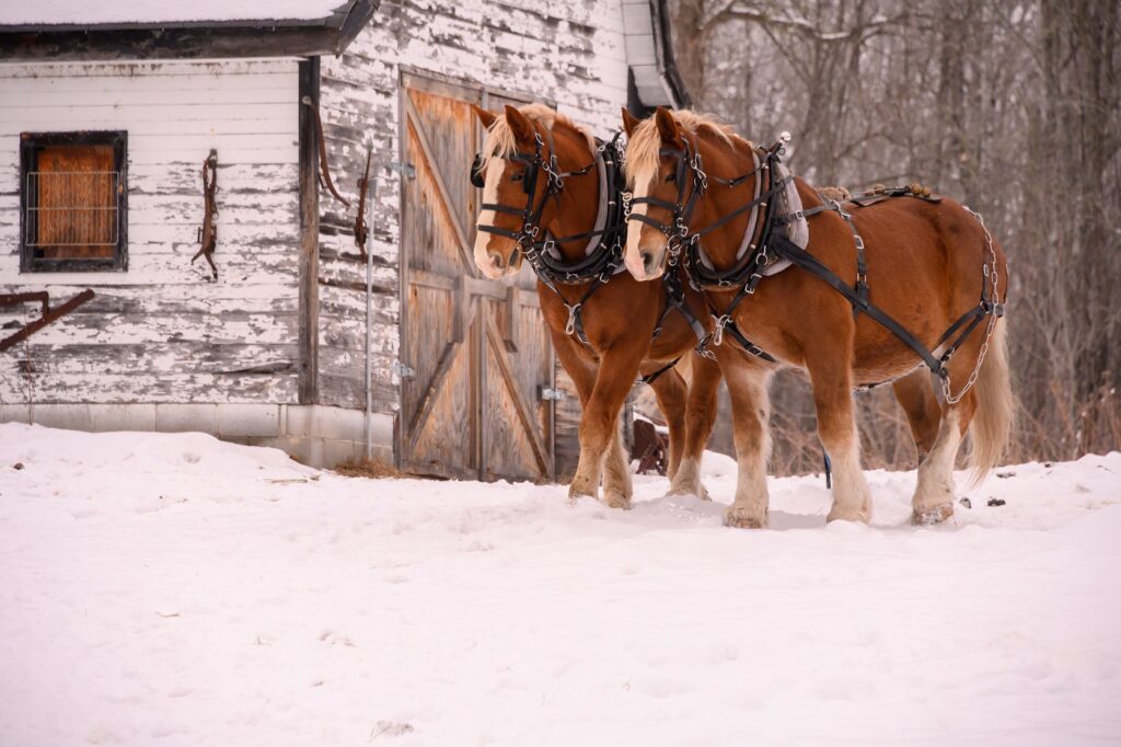 Chevaux Clydesdale