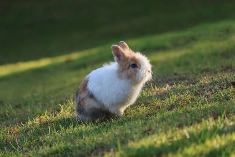 lapin nain de couleur