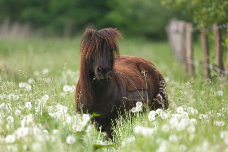 maladie cushing cheval