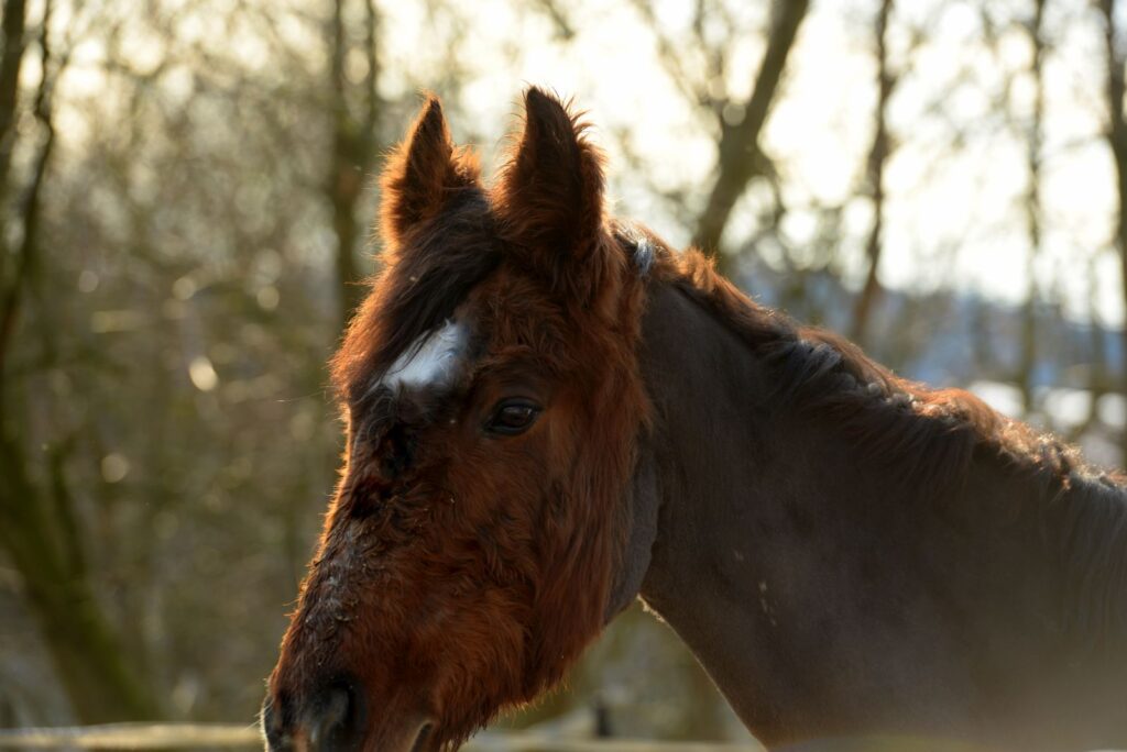 syndrome de cushing cheval