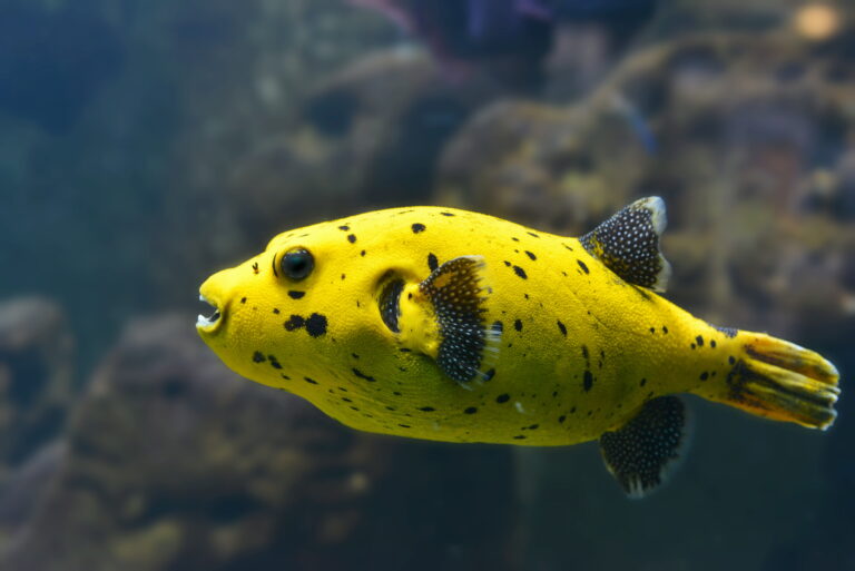 poisson globe jaune