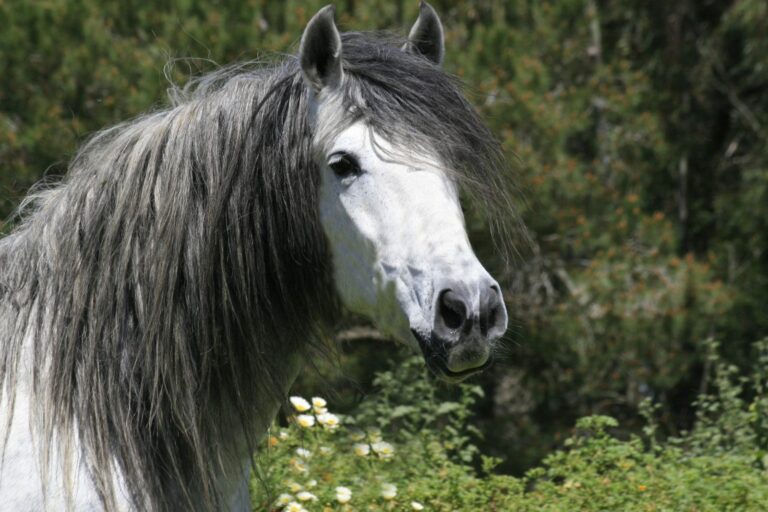 cheval andalou blanc