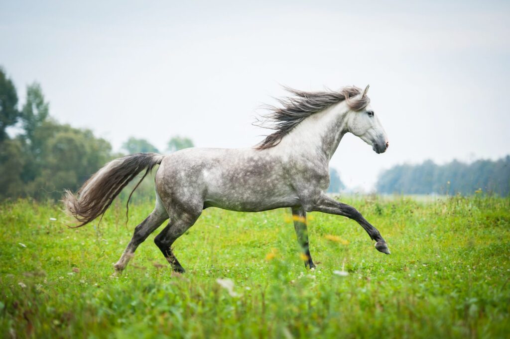 cheval andalou