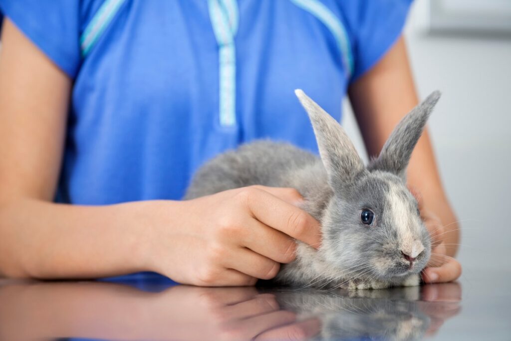 couper griffes lapin nain