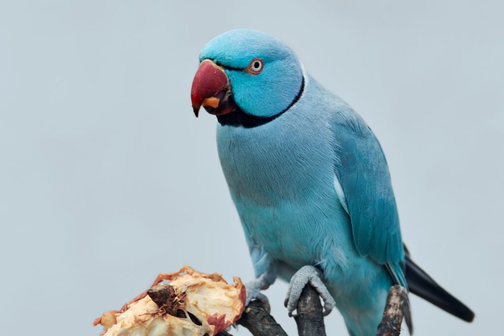 perruche à collier bleu