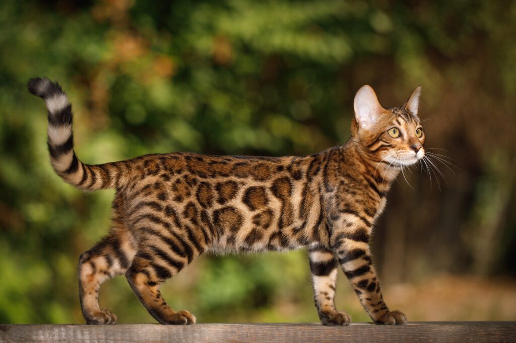 chat Bengal