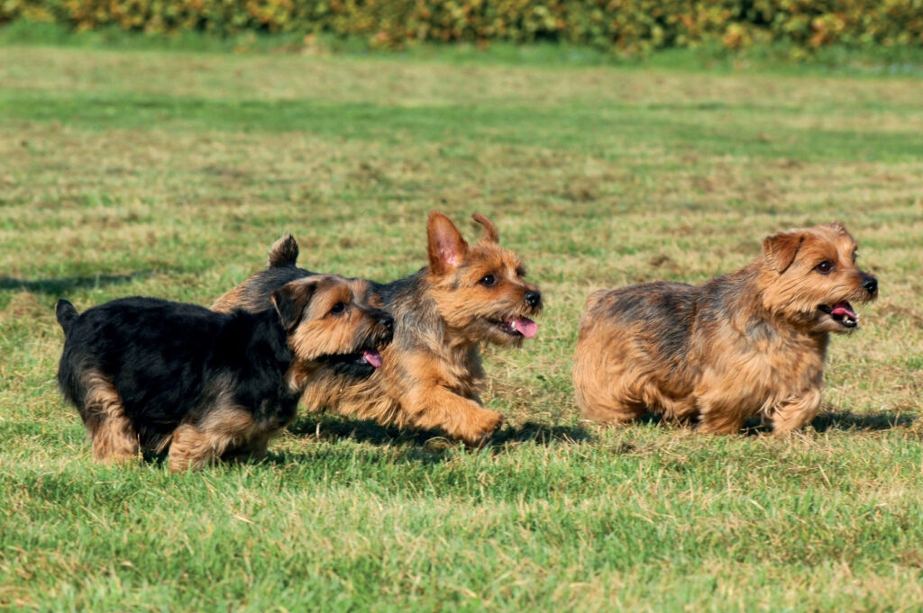 terrier de norfolk